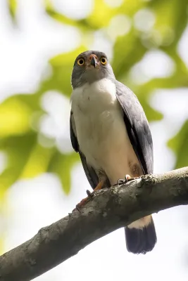 File:Semiplumbeous hawk (Leucopternis semiplumbeus).jpg