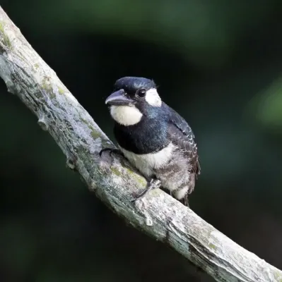 File:Black-breasted puffbird (Notharchus pectoralis).jpg