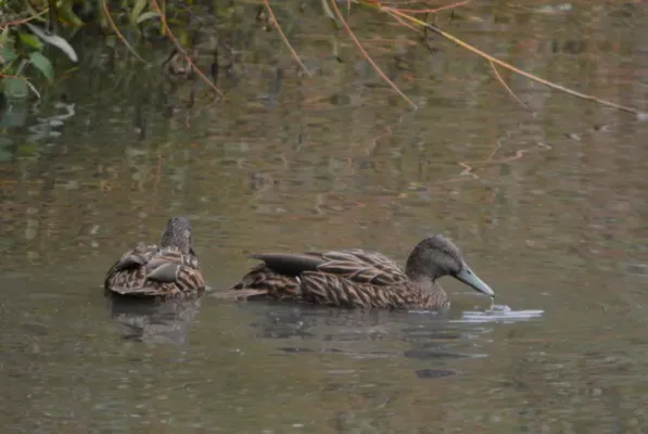 File:Two Anas melleri swimming.jpg