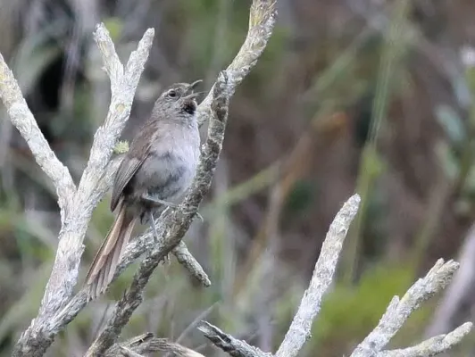 File:Cipó Canastero (Asthenes luizae) cropped.jpg