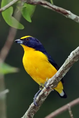 File:Thick-billed euphonia (Euphonia laniirostris crassirostris) male.jpg