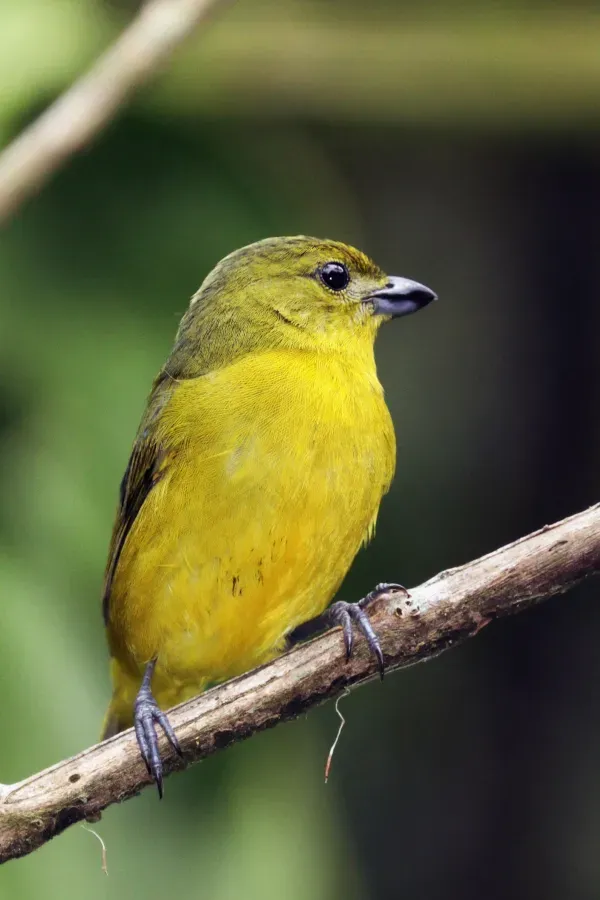 File:Thick-billed euphonia (Euphonia laniirostris crassirostris) female.jpg