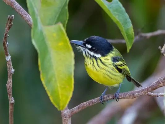 File:Todirostrum pictum - Painted Tody-Flycatcher; Botanic Garden Tower, Manaus, Amazonas, Brazil.jpg