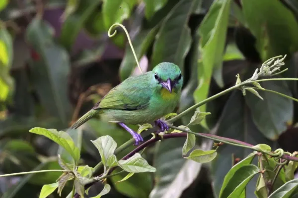 File:Green shrike-vireo (Vireolanius pulchellus).jpg