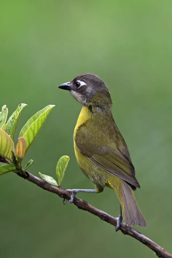 File:Common bush-tanager (Chlorospingus flavopectus punctulatus).jpg