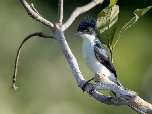 File:Pachyramphus surinamus - Glossy-backed Becard male; Botanic Garden Tower, Manaus, Amazonas, Brazil.jpg