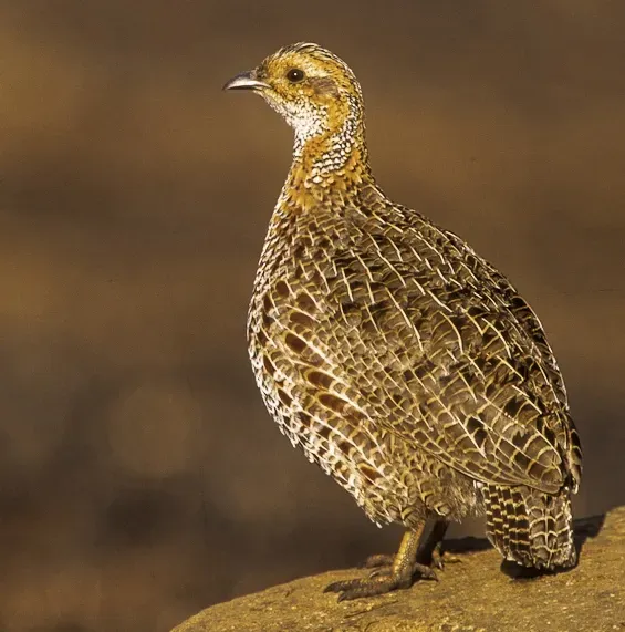 File:Bergpatrys (Scleroptila afra) in KwaZulu-Natal, Francesco Veronesi.jpg
