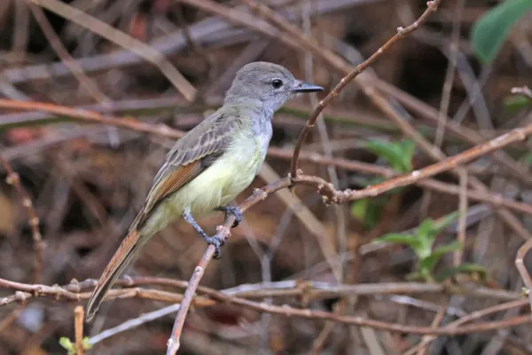 File:Great crested flycatcher (Myiarchus crinitus).jpg