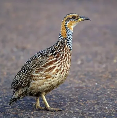 File:Scleroptila levaillantii00, crop.jpg