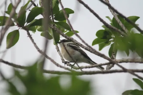 File:Lalage leucopyga 3.jpg
