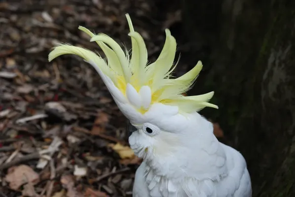 File:Cacatua sulphurea (Yellow-crested cockatoo) in Auckland Zoo.jpg