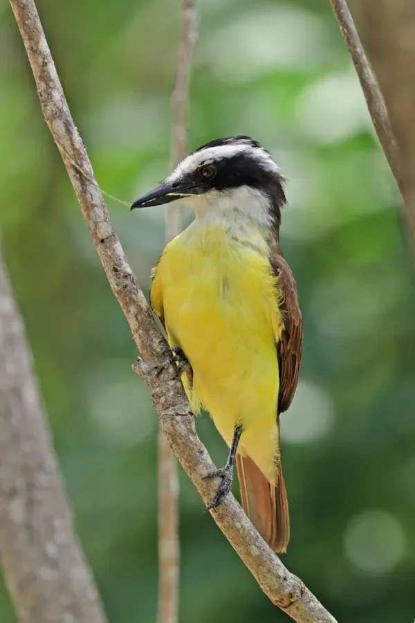 File:Great kiskadee (Pitangus sulphuratus guatimalensis) Panama.jpg