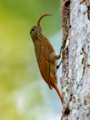 File:Campylorhamphus procurvoides - Curve-billed Scythebill; Botanic Garden Tower, Manaus, Amazonas, Brazil.jpg