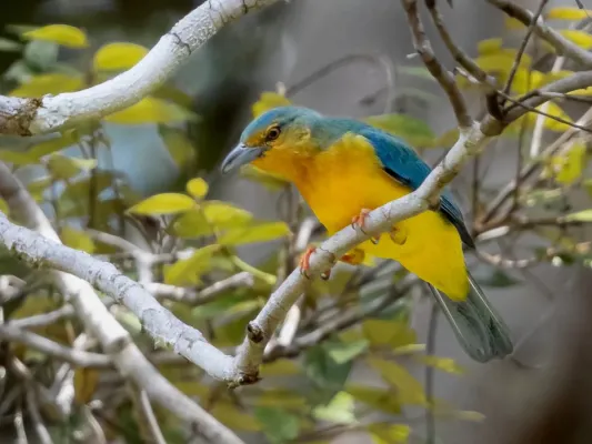 File:Cyanicterus cyanicterus - Blue-backed Tanager (female); Ramal do Pau Rosa, Manaus, Amazonas, Brazil.jpg