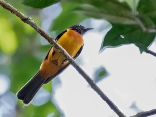 File:Lanio fulvus - Fulvous Shrike-Tanager (male); Botanic Garden, Manaus, Amazonas, Brazil.jpg