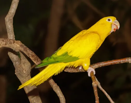 File:Guaruba guarouba - Karlsruhe Zoo 01.jpg