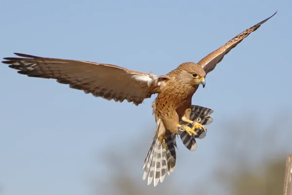 File:Greater kestrel, Falco rupicoloides, at Dullstroom Bird of Prey & Rehabilitation Centre (captive, tame, flown). (48421808277).jpg