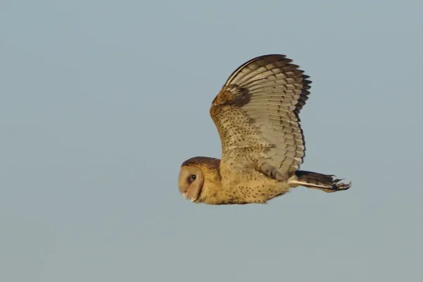 File:African grass owl, Tyto capensis, Gauteng, South Africa (48413143331).jpg