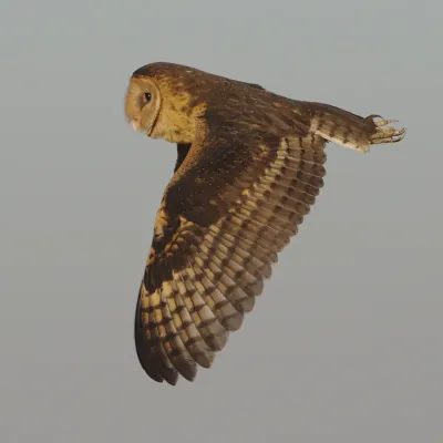 File:African grass owl, Tyto capensis, Gauteng, South Africa (48413290167).jpg