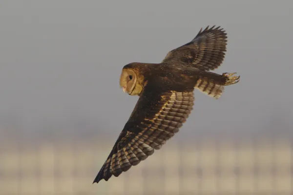 File:African grass owl, Tyto capensis, Gauteng, South Africa (48413144491).jpg