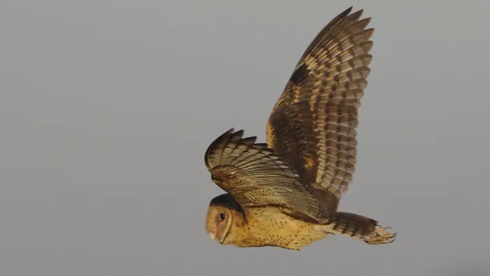 File:African grass owl, Tyto capensis, Gauteng, South Africa (48413290477).jpg