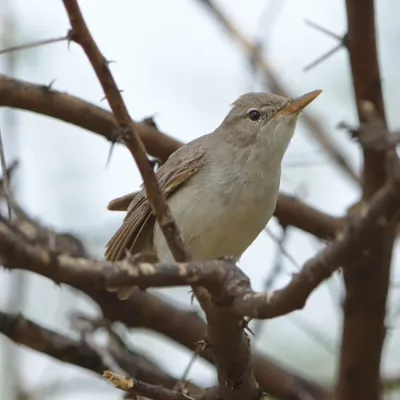 File:Olive-tree warbler, Hippolais olivetorum, at Mapungubwe National Park, Limpopo, South Africa. (46273355965).jpg