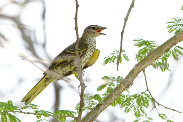 File:Black cuckooshrike, Campephaga flava female, at Marakele National Park, Limpopo, South Africa (46727135451).jpg