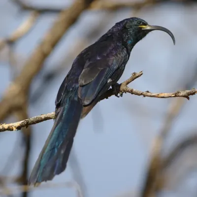 File:Common Scimitarbill, Rhinopomastus cyanomelas, at Marakele National Park, Limpopo, South Africa (39749113803).jpg