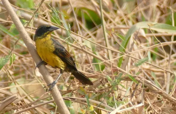 File:Unicolored Blackbird (Agelasticus cyanopus) female ... (48439366882).jpg