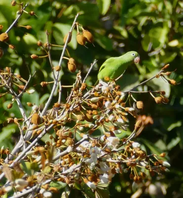 File:Yellow-chevroned Parakeet (Brotogeris chiriri) (48368152092).jpg