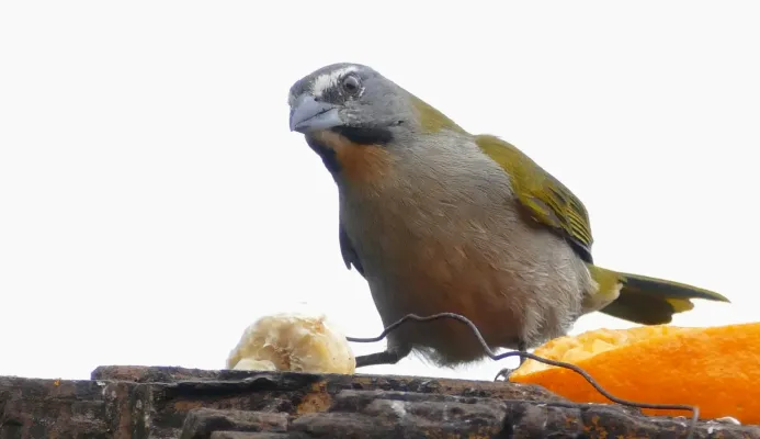 File:Buff-throated Saltator (Saltator maximus) coming for fruits ... (48346760642).jpg