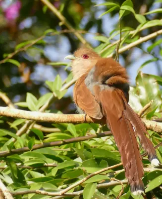 File:Squirrel Cuckoo (Piaya cayana) (48329749482).jpg