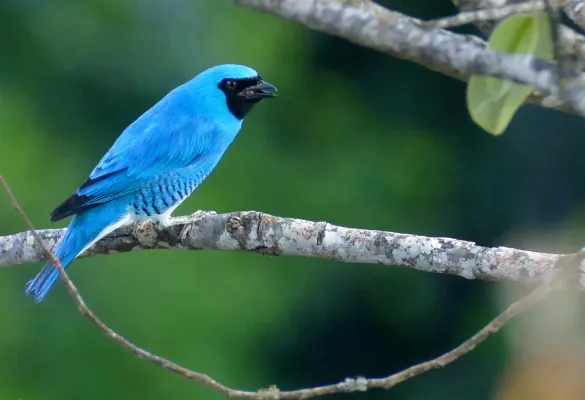 File:Swallow Tanager (Tersina viridis) male calling ... (48326200797).jpg