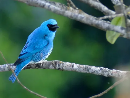 File:Swallow Tanager (Tersina viridis) male ... (48326057526).jpg
