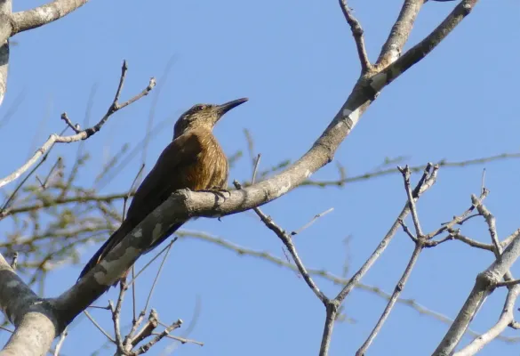 File:Buff-throated Woodcreeper (Xiphorhynchus guttatus) (48300760646).jpg