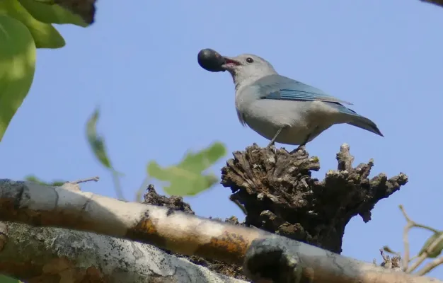 File:Sayaca Tanager (Thraupis sayaca) (48300659506).jpg