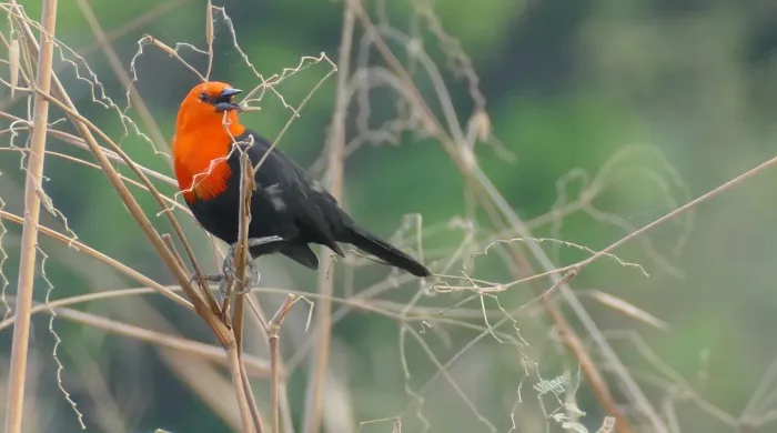 File:Scarlet-headed Blackbird (Amblyramphus holosericeus) (48292366131).jpg