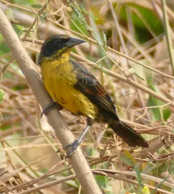 File:Unicolored Blackbird (Agelasticus cyanopus) female.jpg