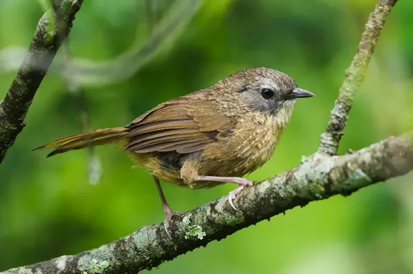 File:Tawny-Breasted Wren-Babbler (Spelaeornis longicaudatus).jpg