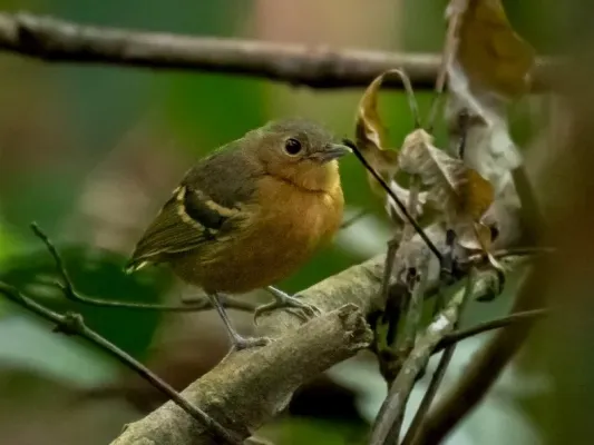 File:Isleria hauxwelli - Plain-throated Antwren (female); Carajas National Forest, Para, Brazil.jpg
