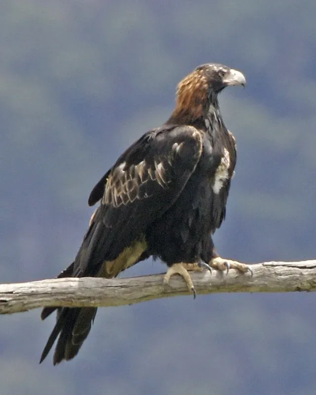 File:Wedge-tailed Eagle (Aquila audax) 3.jpg