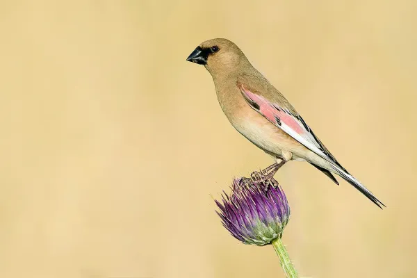 File:Rhodospiza obsoleta in Iran.jpg