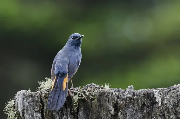 File:White-bellied redstart (Luscinia phaenicuroides).jpg