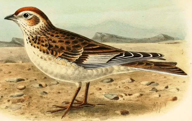 File:Alauda leucoptera. Lord Lilford.jpg