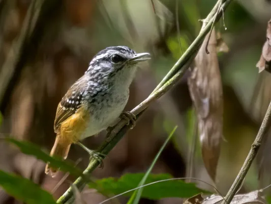 File:Hypocnemis striata - Spix's Warbling Antibird; Carajás National Forest, Para, Brazil.jpg