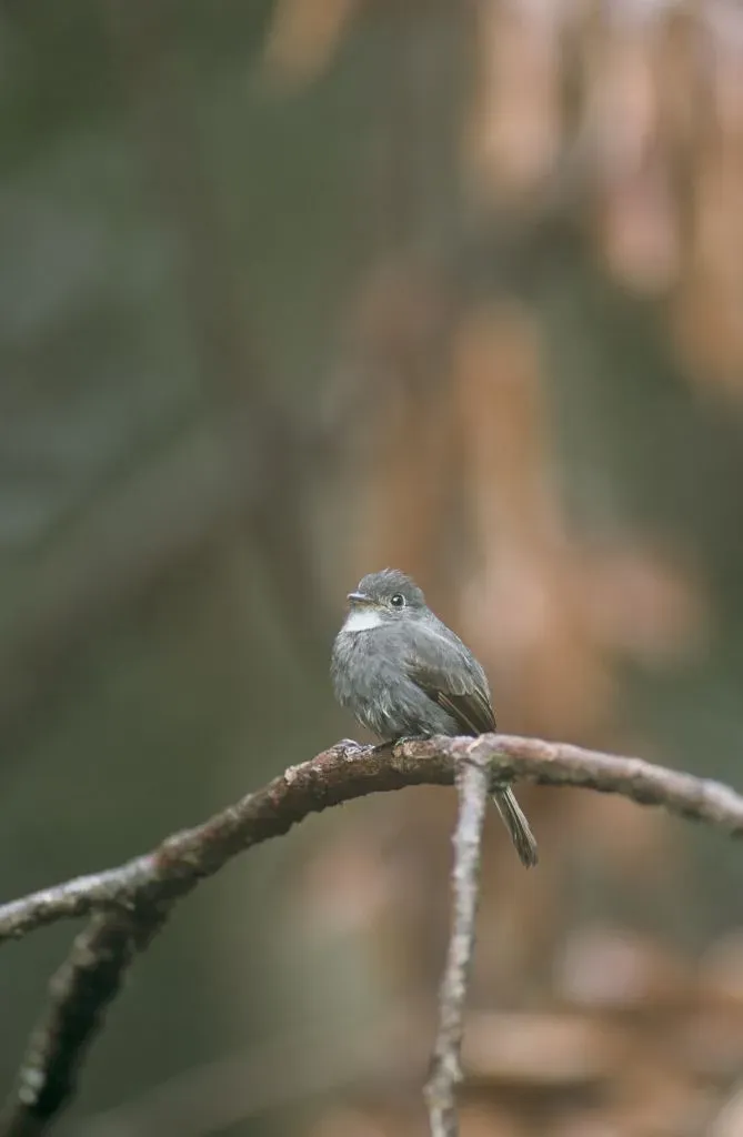 File:White-throated Pewee (Contopus albogularis).jpg