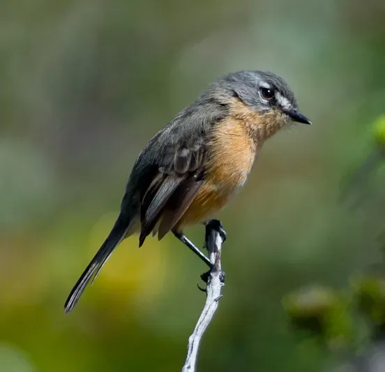 File:Rufous-sided Pygmy-tyrant (Euscarthmus rufomarginatus).jpg