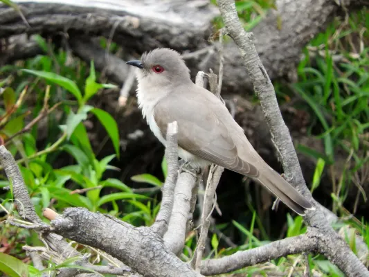 File:Coccycua cinerea.jpg
