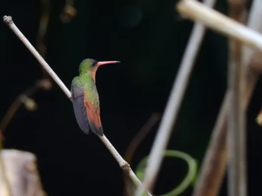 File:Amazilia rutila 8973570.jpg