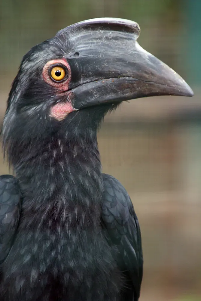 File:Anthracoceros malayanus -Kuala Lumpur Bird Park-8a.jpg